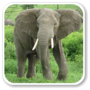 icon Elephant Sounds for Samsung Galaxy Grand Duos(GT-I9082)