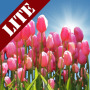 icon Tulip Field Lite