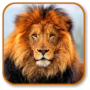 icon lion