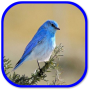 icon Birds Sounds for iball Slide Cuboid