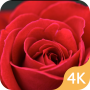 icon Rose Wallpaper 4K - HD Flower Background Free