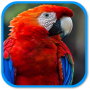 icon Parrot Sound