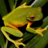 icon Frog Jigsaw Puzzles 2.12.10