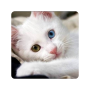 icon Guess the Cat: Tile Puzzle for Samsung Galaxy Grand Duos(GT-I9082)