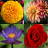 icon Flower identifier 1.1