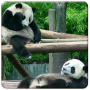 icon Panda Live Wallpapers