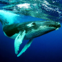 icon The Humpback Whales for LG K10 LTE(K420ds)