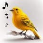 icon Bird Calls