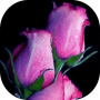 icon Sweet love flowers, Roses Live Wallpapers, GIF/4K for Doopro P2