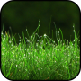 icon Grass Wallpapers for iball Slide Cuboid