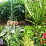 icon Medicinal plants : natural treatment remedy