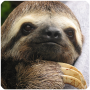 icon Sloth Sounds