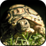 icon Turtle Wallpapers for iball Slide Cuboid