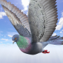 icon Wild Pigeon Simulator