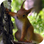 icon Squirrel Live Wallpaper