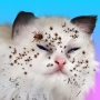 icon Cat Makeover