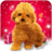 icon Talking Teddy Dog 2.5