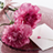 icon Carnation Wallpapers 2.28.28