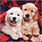 icon Puppies Live Wallpaper 2.9
