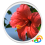 icon Real Red Flower Live Wallpaper