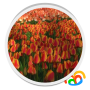 icon Tulips Field Live Wallpaper