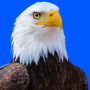 icon Animal Sounds: Animal Ringtone