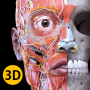 icon Anatomy 3D Atlas for Samsung S5830 Galaxy Ace
