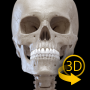icon Skeleton | 3D Anatomy for Doopro P2