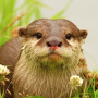 icon The Otter