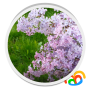 icon Lilacs Live Wallpaper