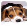 icon Puppy Live Wallpaper for Sony Xperia XZ1 Compact