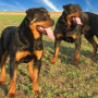 icon Rottweilers Dogs Jigsaw Puzzle