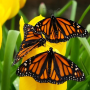 icon Butterflies Jigsaw Puzzle