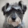 icon Schnauzers Jigsaw Puzzle for Samsung Galaxy Grand Prime 4G