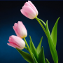 icon Colorful Tulip Wallpapers