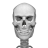icon Human skeleton Anatomy 3.4