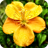 icon Floramations 64.2.6