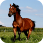 icon Horse Wallpapers for LG K10 LTE(K420ds)