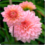 icon Dahlia Flowers Onet Game