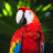 icon Bird Wallpaper 2.1.0