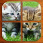 icon Kittens Puzzle (FREE) for Doopro P2