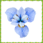 icon Iris Flowers Onet Connect Game for Samsung S5830 Galaxy Ace