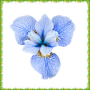 icon Iris Flowers Onet Connect Game for LG Q6a