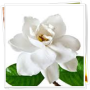 icon Gardenia Flowers Onet Game for Samsung S5830 Galaxy Ace