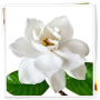 icon Gardenia Flowers Onet Game for LG Q6a