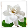 icon Gardenia Flowers Onet Game for oppo A57