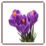 icon New Crocus Flowers Onet Game for iball Slide Cuboid