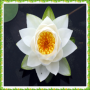icon Lily Flower Onet Game