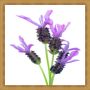 icon Lavender Flower Onet Game