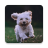 icon Dog Lock Screen 1.4